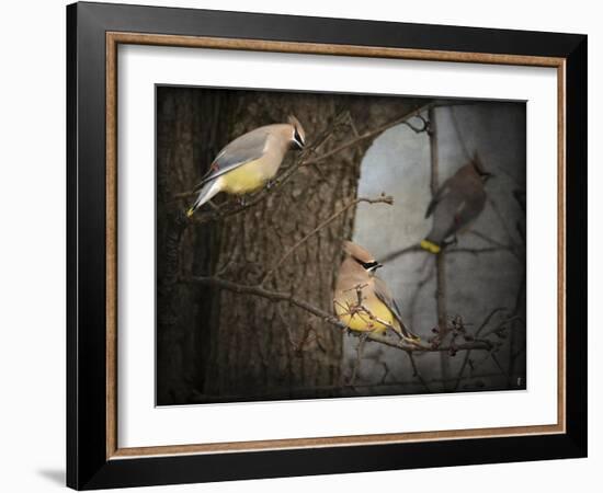 Winter Visitors Cedar Waxwings-Jai Johnson-Framed Giclee Print