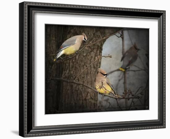 Winter Visitors Cedar Waxwings-Jai Johnson-Framed Giclee Print