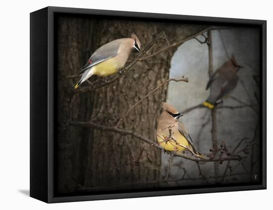 Winter Visitors Cedar Waxwings-Jai Johnson-Framed Premier Image Canvas