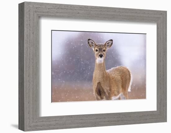 Winter White-tailed Deer-Jason Savage-Framed Art Print