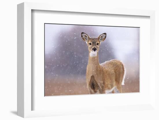 Winter White-tailed Deer-Jason Savage-Framed Art Print