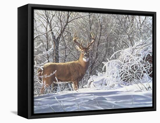 Winter Whitetail-Bruce Miller-Framed Premier Image Canvas