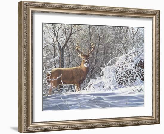 Winter Whitetail-Bruce Miller-Framed Giclee Print