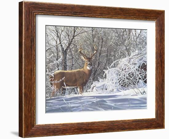 Winter Whitetail-Bruce Miller-Framed Giclee Print