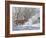 Winter Whitetail-Bruce Miller-Framed Giclee Print