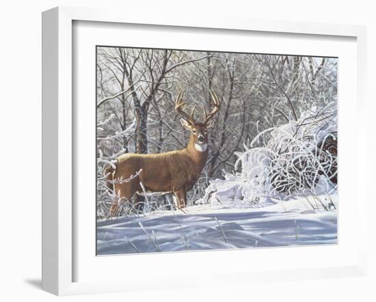 Winter Whitetail-Bruce Miller-Framed Giclee Print