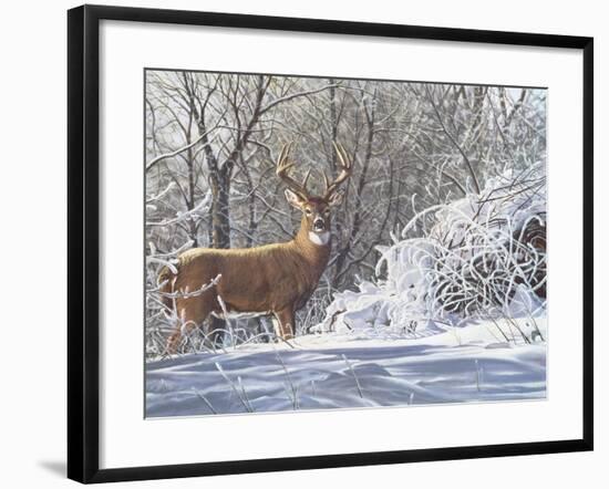 Winter Whitetail-Bruce Miller-Framed Giclee Print