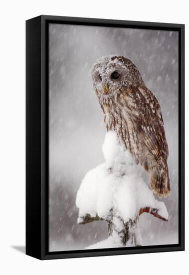 Winter Wildlife Scene with Owl. Tawny Owl Snow Covered in Snowfall during Winter. Action Snowfall S-Ondrej Prosicky-Framed Premier Image Canvas