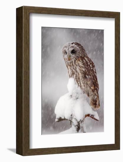 Winter Wildlife Scene with Owl. Tawny Owl Snow Covered in Snowfall during Winter. Action Snowfall S-Ondrej Prosicky-Framed Photographic Print