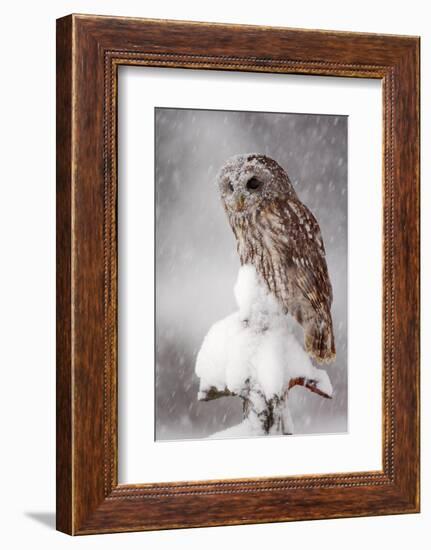 Winter Wildlife Scene with Owl. Tawny Owl Snow Covered in Snowfall during Winter. Action Snowfall S-Ondrej Prosicky-Framed Photographic Print