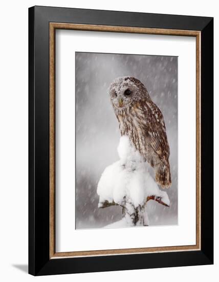 Winter Wildlife Scene with Owl. Tawny Owl Snow Covered in Snowfall during Winter. Action Snowfall S-Ondrej Prosicky-Framed Photographic Print