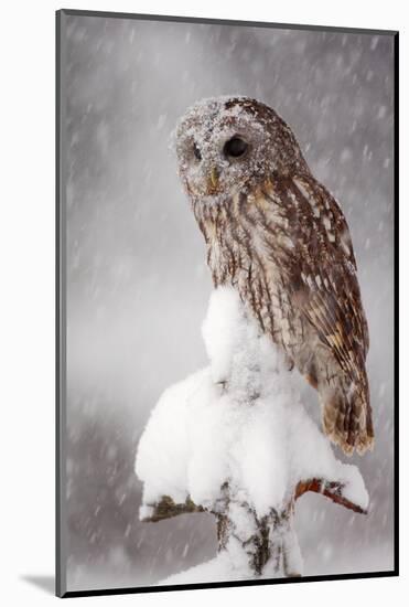 Winter Wildlife Scene with Owl. Tawny Owl Snow Covered in Snowfall during Winter. Action Snowfall S-Ondrej Prosicky-Mounted Photographic Print