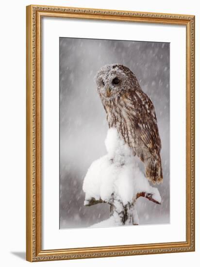 Winter Wildlife Scene with Owl. Tawny Owl Snow Covered in Snowfall during Winter. Action Snowfall S-Ondrej Prosicky-Framed Photographic Print