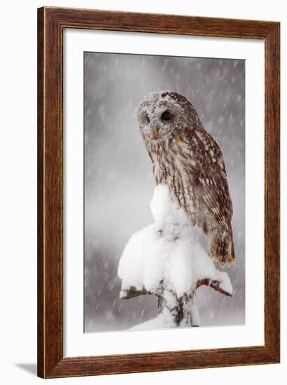 Winter Wildlife Scene with Owl. Tawny Owl Snow Covered in Snowfall during Winter. Action Snowfall S-Ondrej Prosicky-Framed Photographic Print