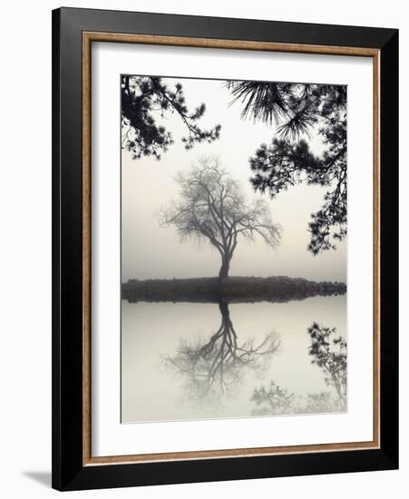 Winter Willow-Nicholas Bell-Framed Photographic Print