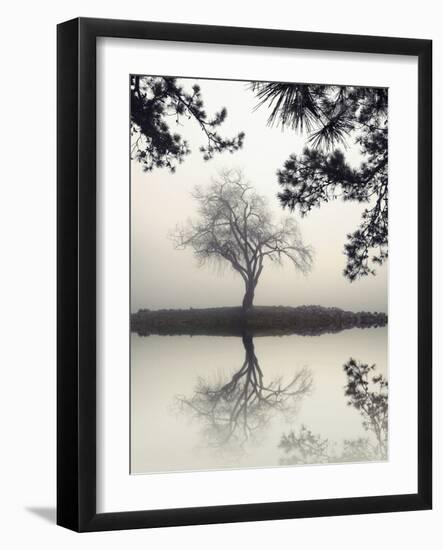 Winter Willow-Nicholas Bell-Framed Photographic Print