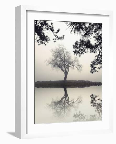 Winter Willow-Nicholas Bell-Framed Photographic Print