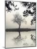 Winter Willow-Nicholas Bell-Mounted Photographic Print