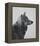 Winter Wolf-Davies Babies-Framed Stretched Canvas