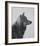 Winter Wolf-Davies Babies-Framed Art Print