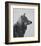 Winter Wolf-Davies Babies-Framed Art Print