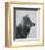 Winter Wolf-Davies Babies-Framed Art Print