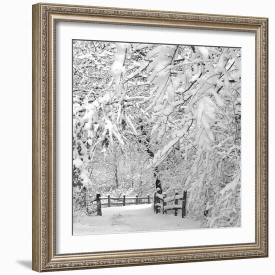 Winter Wonderland-Incredi-Framed Photographic Print