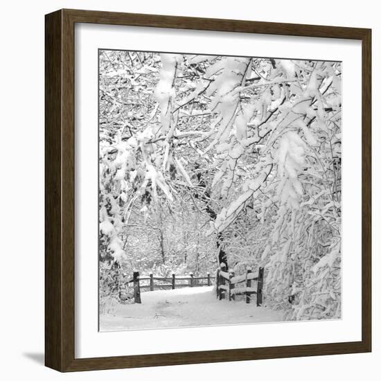 Winter Wonderland-Incredi-Framed Photographic Print