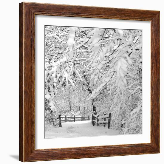 Winter Wonderland-Incredi-Framed Photographic Print