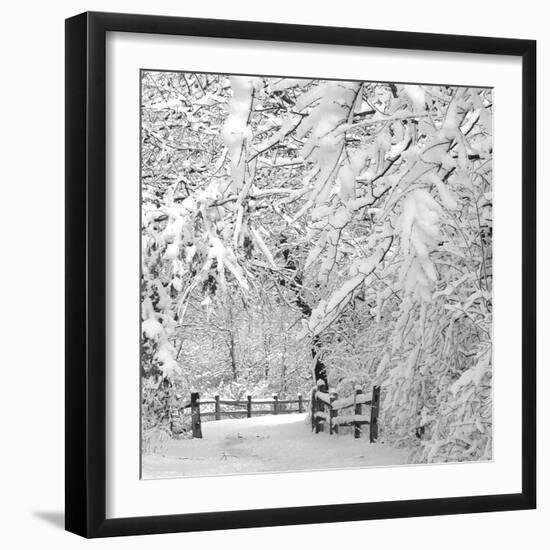 Winter Wonderland-Incredi-Framed Photographic Print