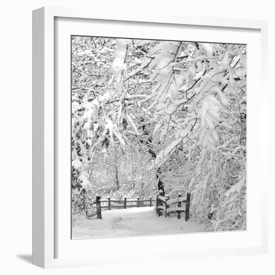 Winter Wonderland-Incredi-Framed Photographic Print