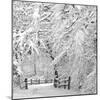 Winter Wonderland-Incredi-Mounted Photographic Print