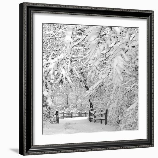 Winter Wonderland-Incredi-Framed Photographic Print