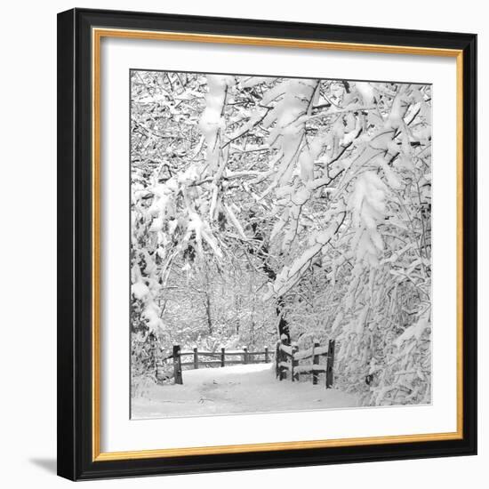 Winter Wonderland-Incredi-Framed Photographic Print