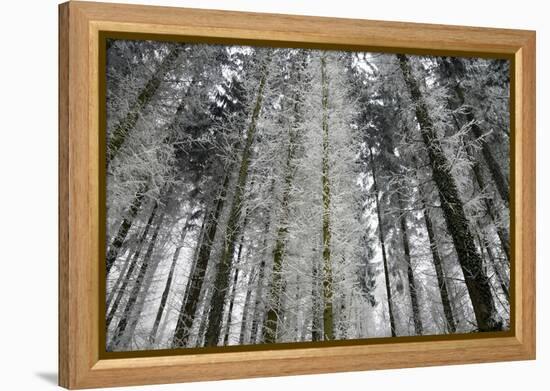 Winter Wood, Hoarfrost-Roland T.-Framed Premier Image Canvas