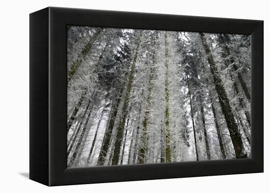 Winter Wood, Hoarfrost-Roland T.-Framed Premier Image Canvas