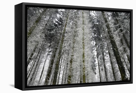 Winter Wood, Hoarfrost-Roland T.-Framed Premier Image Canvas