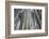 Winter Wood, Hoarfrost-Roland T.-Framed Photographic Print