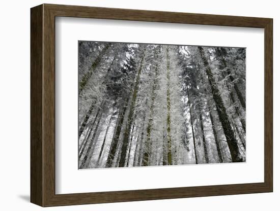 Winter Wood, Hoarfrost-Roland T.-Framed Photographic Print