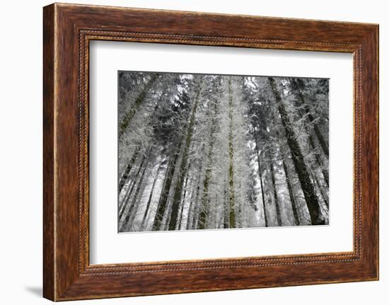 Winter Wood, Hoarfrost-Roland T.-Framed Photographic Print
