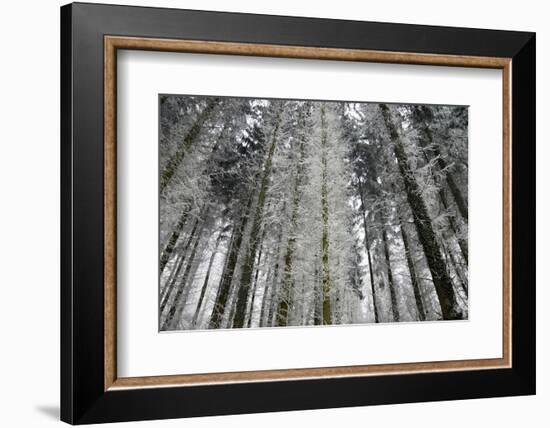 Winter Wood, Hoarfrost-Roland T.-Framed Photographic Print