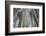 Winter Wood, Hoarfrost-Roland T.-Framed Photographic Print