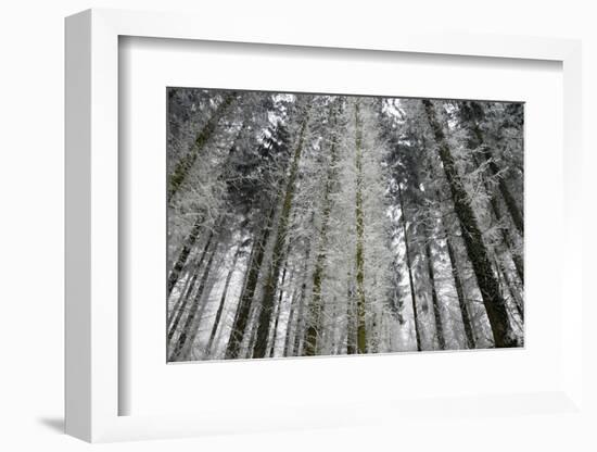Winter Wood, Hoarfrost-Roland T.-Framed Photographic Print
