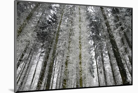 Winter Wood, Hoarfrost-Roland T.-Mounted Photographic Print