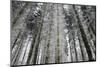 Winter Wood, Hoarfrost-Roland T.-Mounted Photographic Print