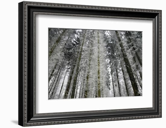 Winter Wood, Hoarfrost-Roland T.-Framed Photographic Print