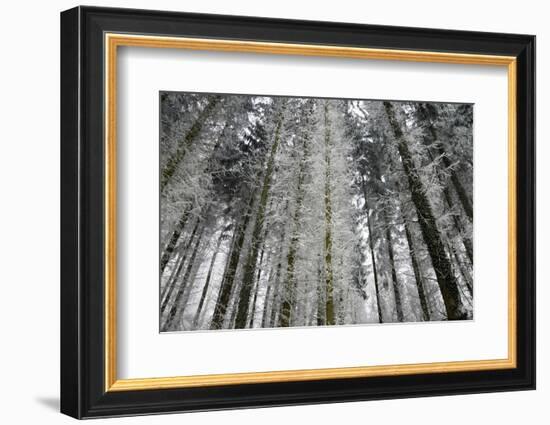 Winter Wood, Hoarfrost-Roland T.-Framed Photographic Print