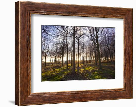 Winter woodland backlit by the late afternoon sun, Longhoughton-Lee Frost-Framed Photographic Print