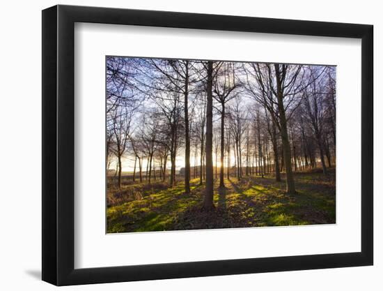 Winter woodland backlit by the late afternoon sun, Longhoughton-Lee Frost-Framed Photographic Print