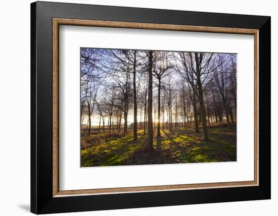 Winter woodland backlit by the late afternoon sun, Longhoughton-Lee Frost-Framed Photographic Print